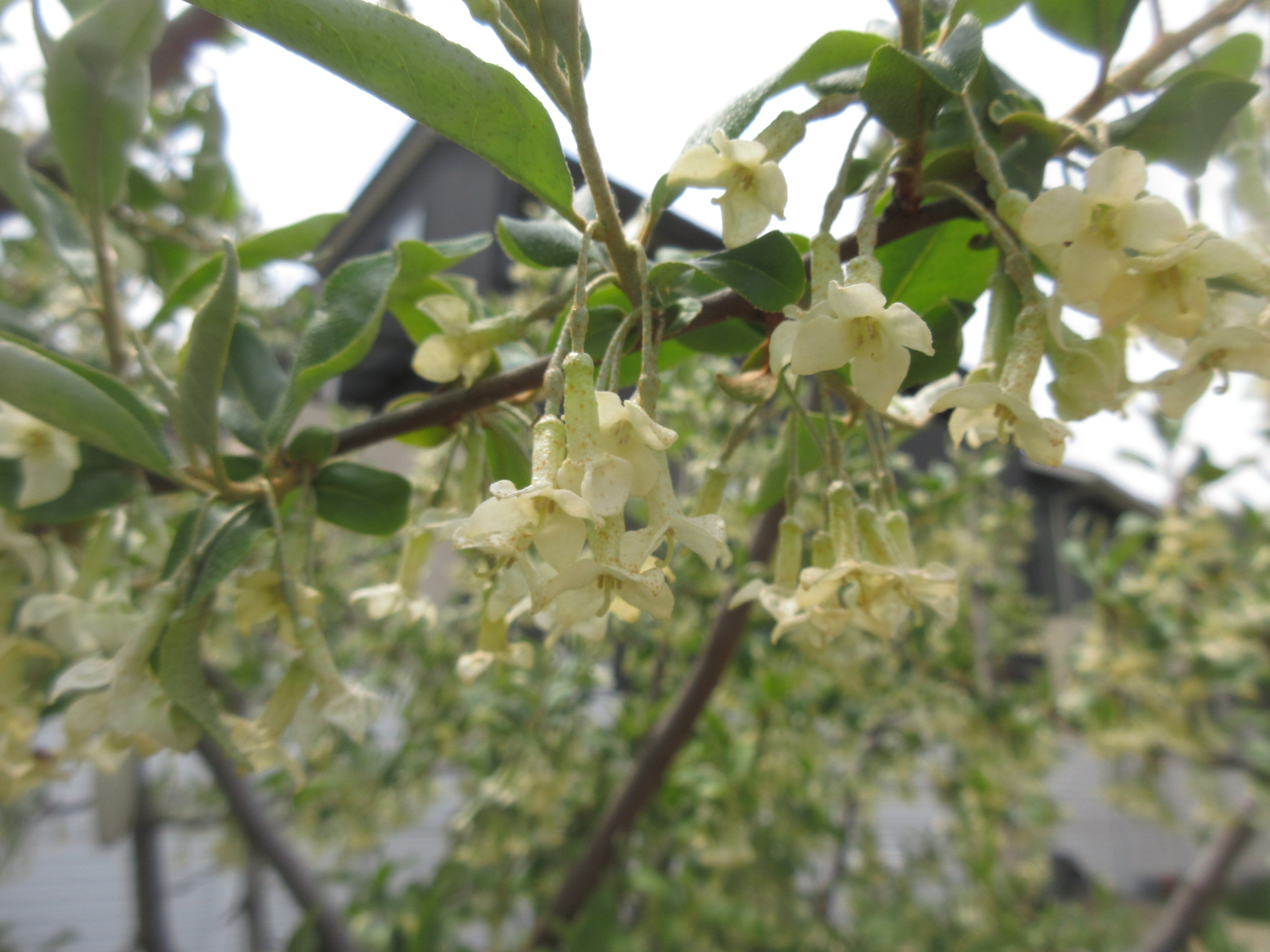 園庭に春がやってきました🌸