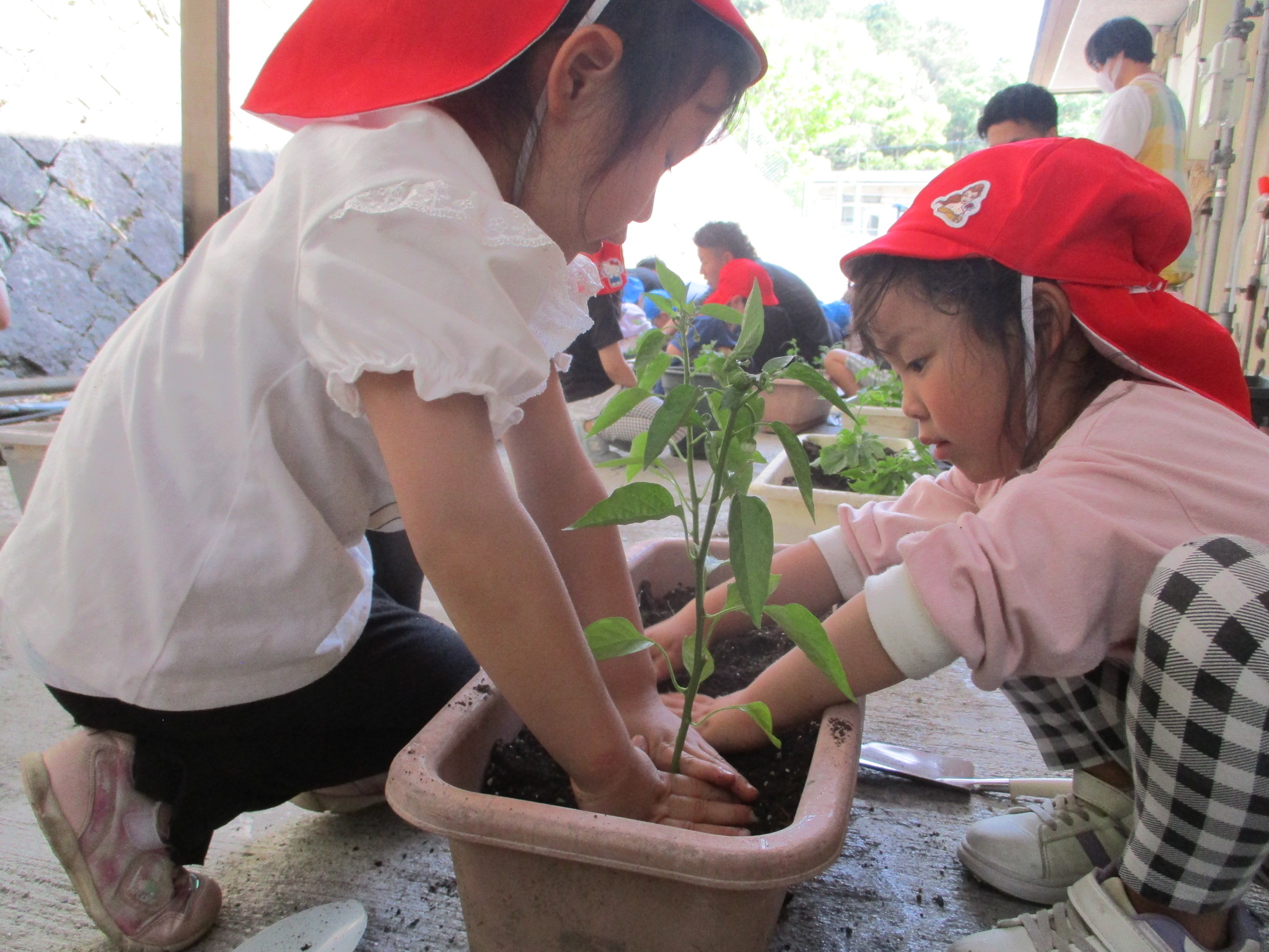 しっかり植えなきゃ！！（さくら、４歳児）