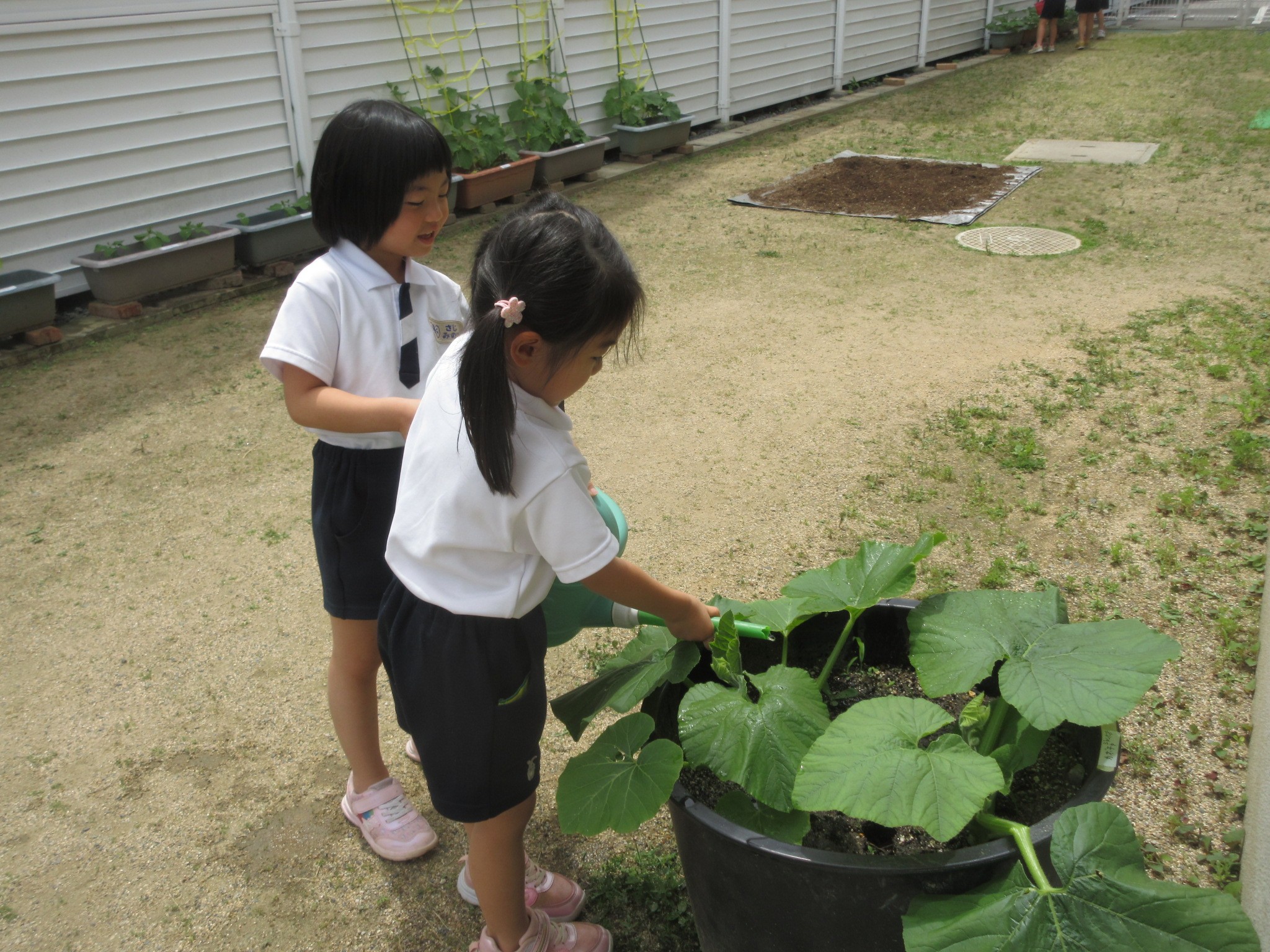 野菜の水やり🍅(ゆり組：５歳児)