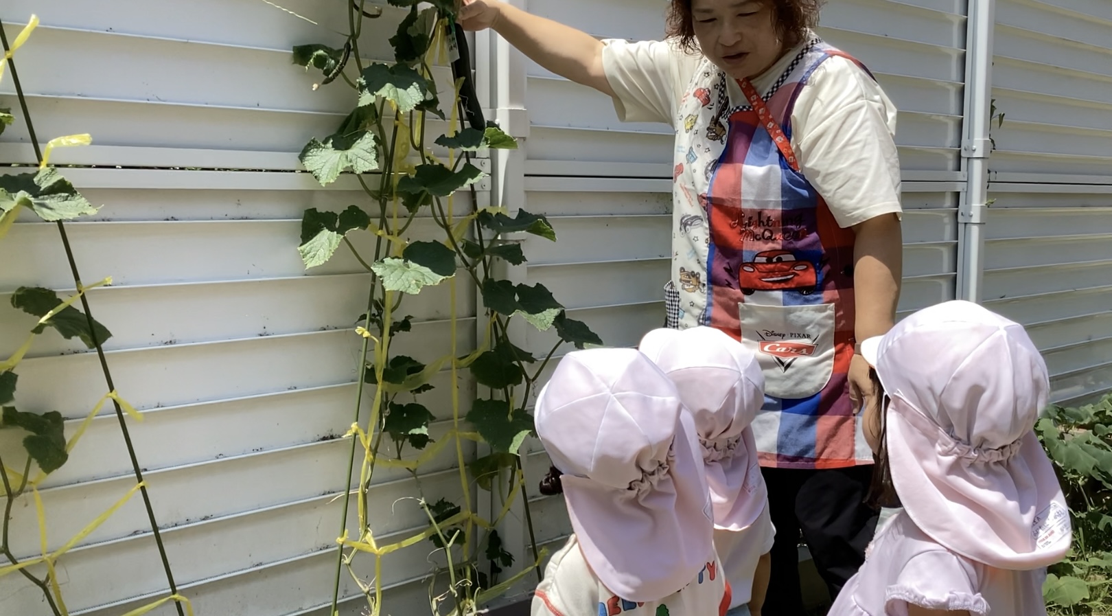 保育園で育てた《きゅうり🥒》を収穫したよ！(きりん組：２歳児)