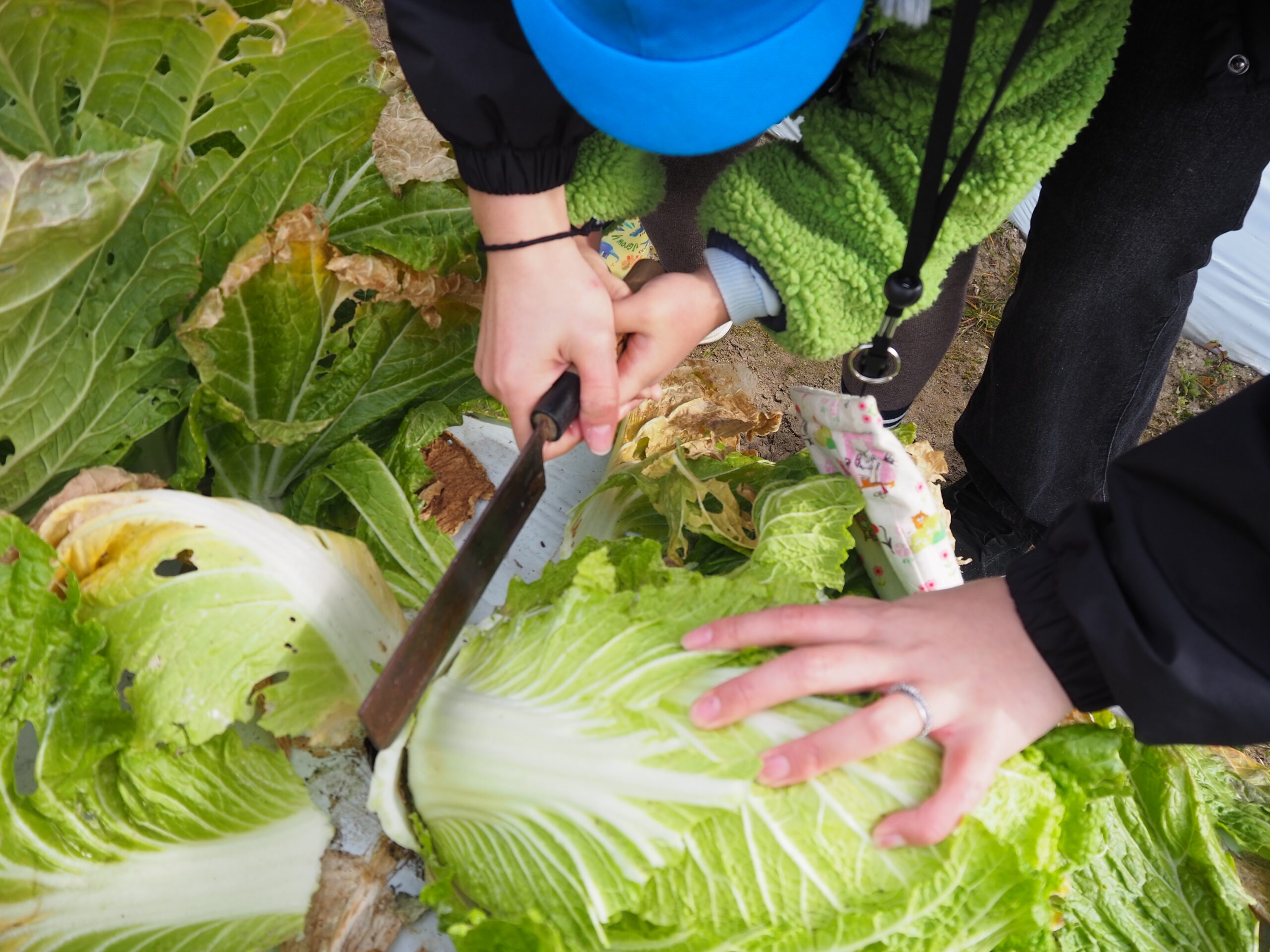 どきどきの収穫！（ゆり、５歳児）
