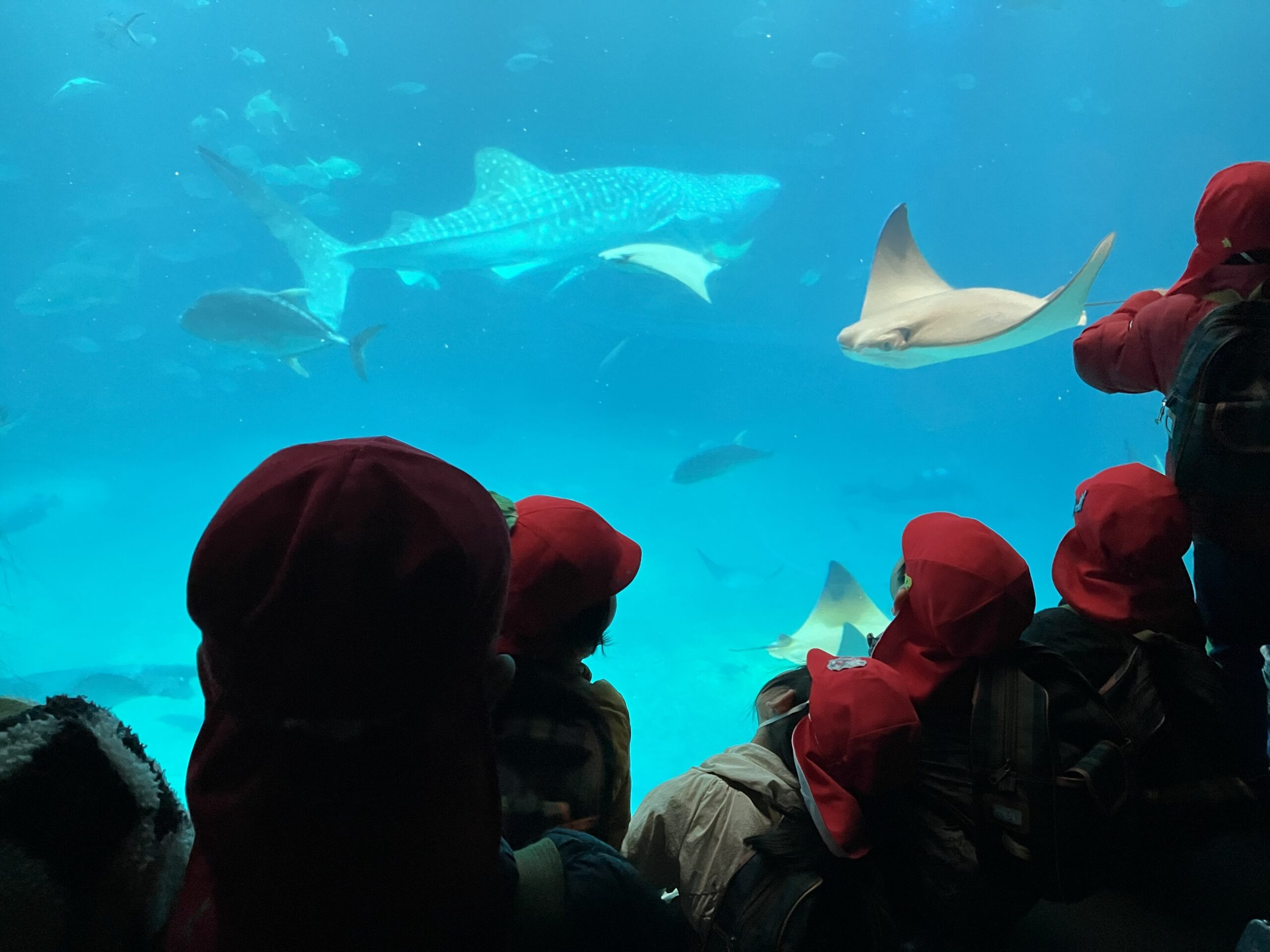 お楽しみ遠足は…【海遊館★】(さくら組：４歳児)