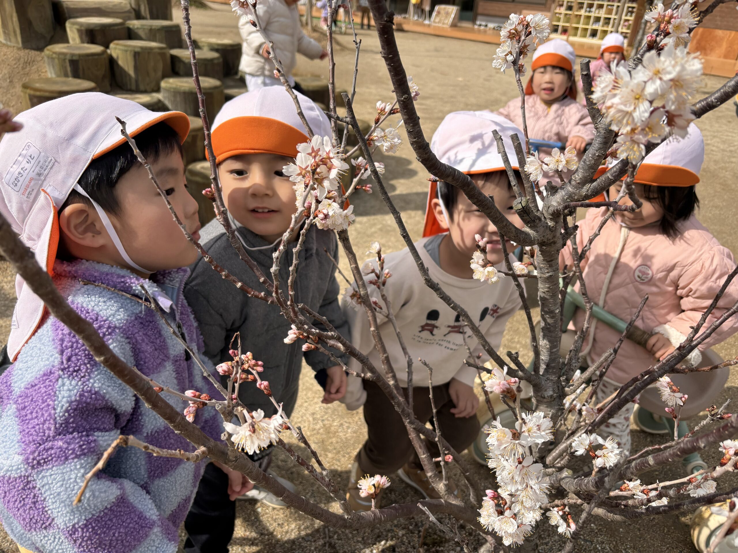 園庭にも春がやってきました🌸(きりん組：２歳児)