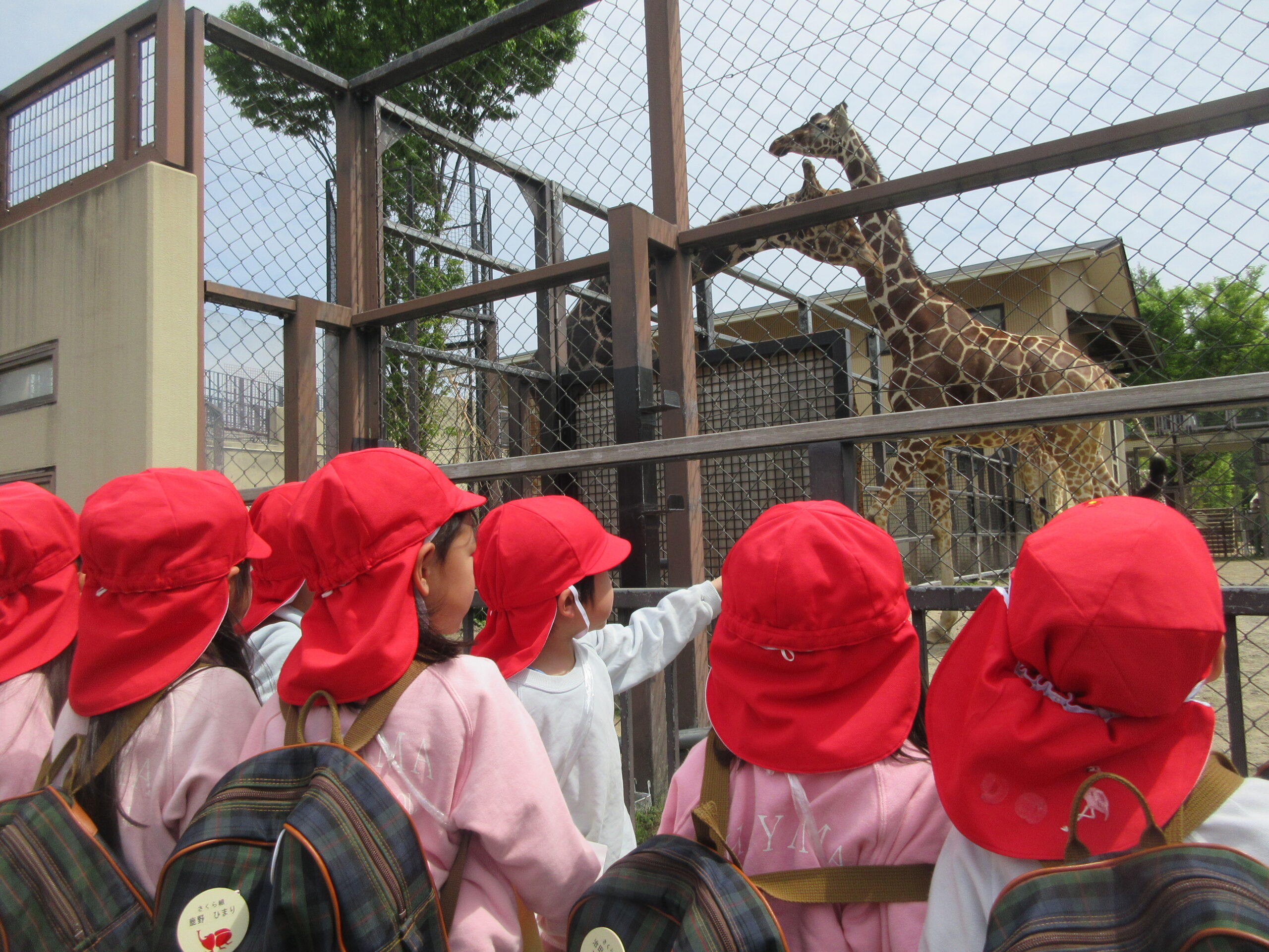 キリンさん、おおきーい！（さくら、4歳児）