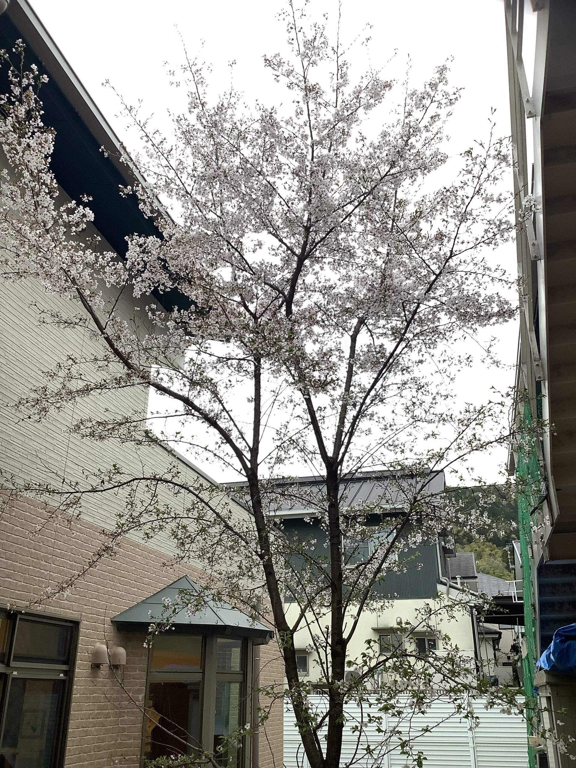 🌸入園式・進級式🌸