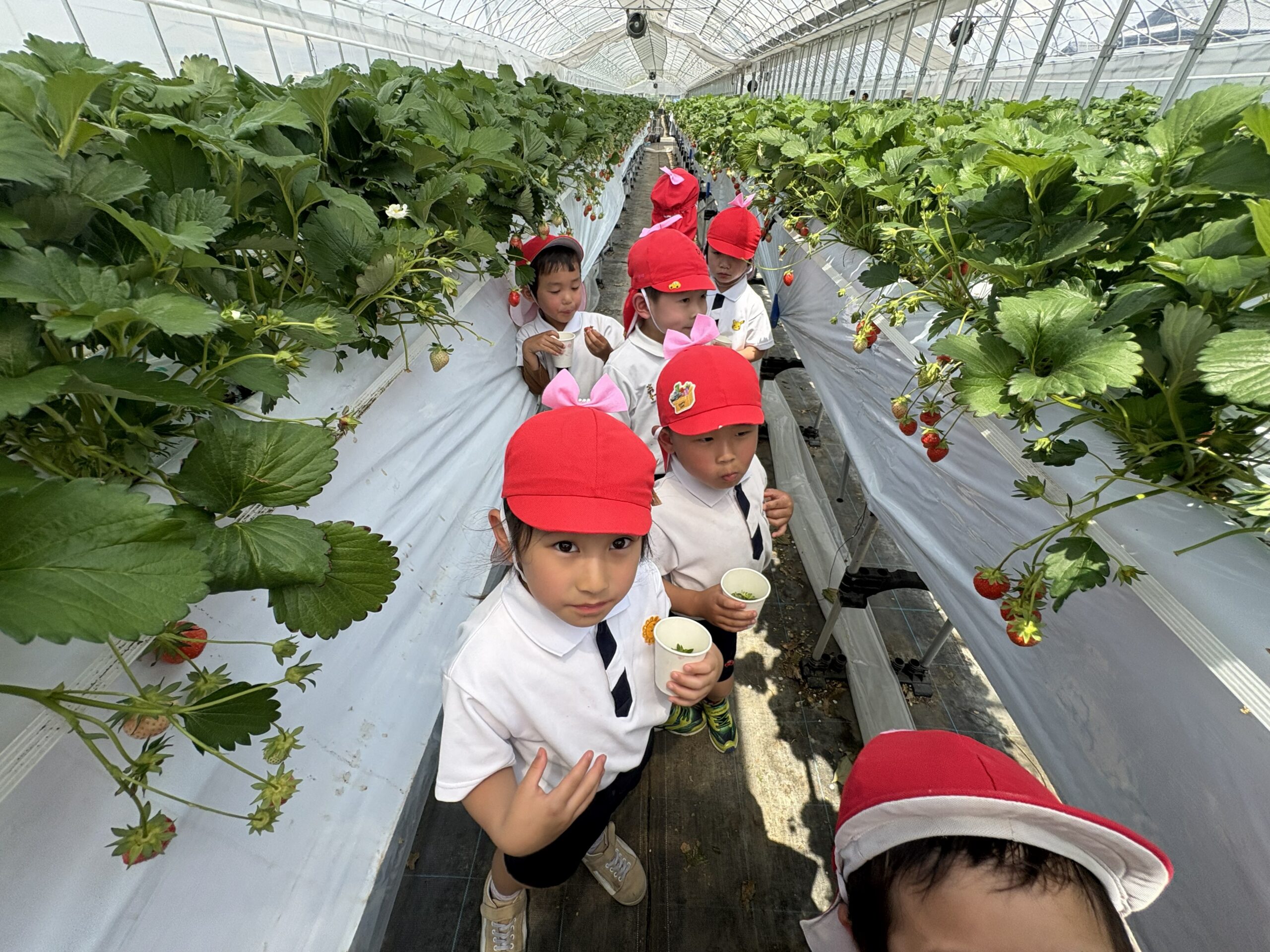 いちご狩りに行きました🍓【5歳児：ゆり組】